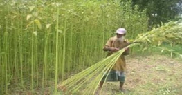 নওগাঁয় পাট কাটা কার্যক্রম চলছে