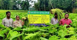 ধনবাড়ীতে কচুলতি চাষে ঝুঁকছেন কৃষকরা