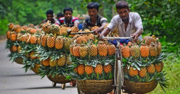 জিআই পণ্যের স্বীকৃতি পেল মধুপুরের আনারস